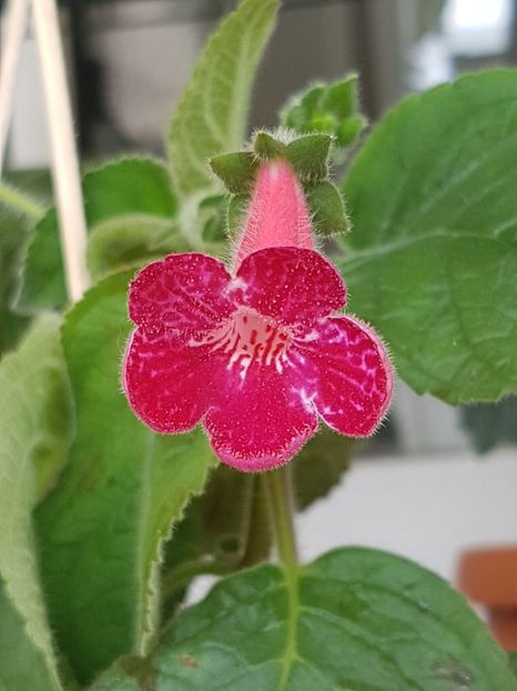 Texas Rainbow - Kohleria