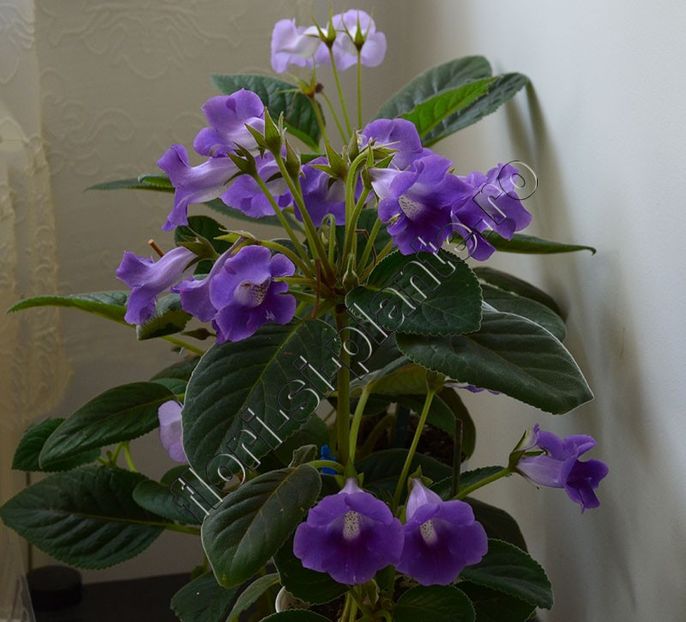 Sinningia Lucis Spots on Ametist Bell - GLOXINIA_SINNINGIA - Hibrizii mei -My hybrids