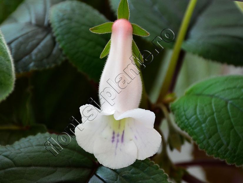 Sinningia Lucis Reflections of Pearl - GLOXINIA_SINNINGIA - Hibrizii mei -My hybrids