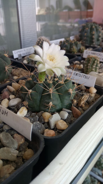 01.07.2019 - Gymnocalycium anisitsii ssp damsii