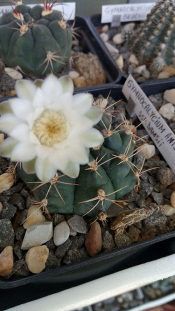01.07.2019 - Gymnocalycium anisitsii ssp damsii