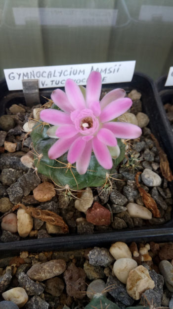 01.07.2019 - Gymnocalycium damsii v tucavocence