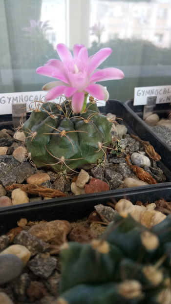 01.07.2019 - Gymnocalycium damsii v tucavocence