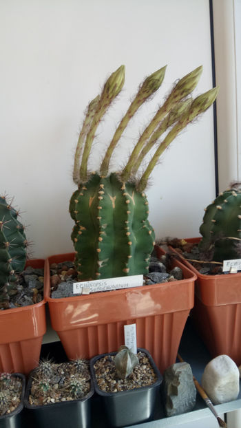 01.07.2019 - Echinopsis subdenudata