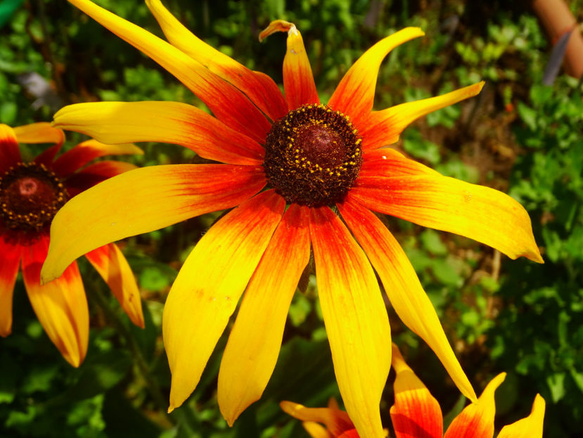  - Rudbeckia