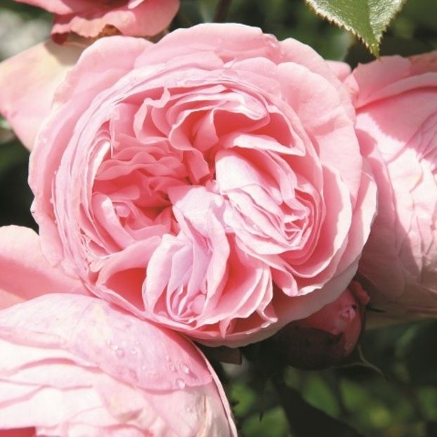 Rose Mariateresia -1 - MARIATHERESIA