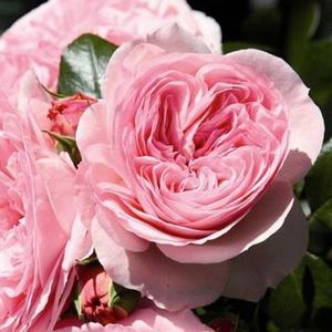 Rose Mariateresia -5 - MARIATHERESIA