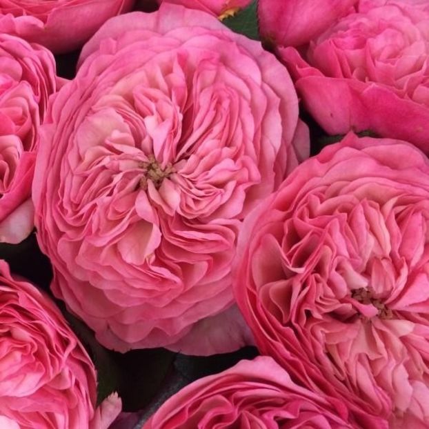 jhhhhhh - MARIATHERESIA