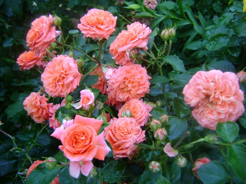  - Orangerie floribunda Kordes 2018-2019