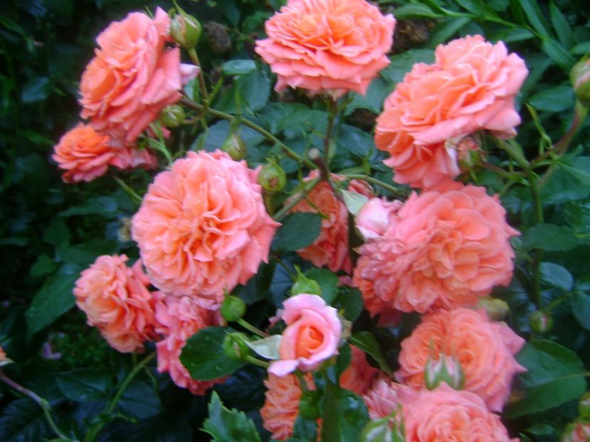  - Orangerie floribunda Kordes 2018-2019