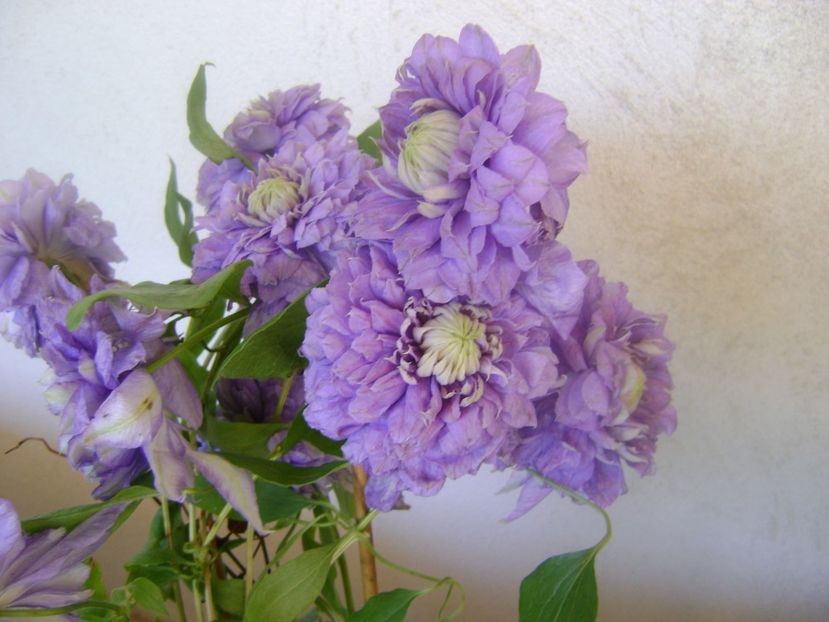  - 0 Clematis blue light Mai 2019 -2021-B