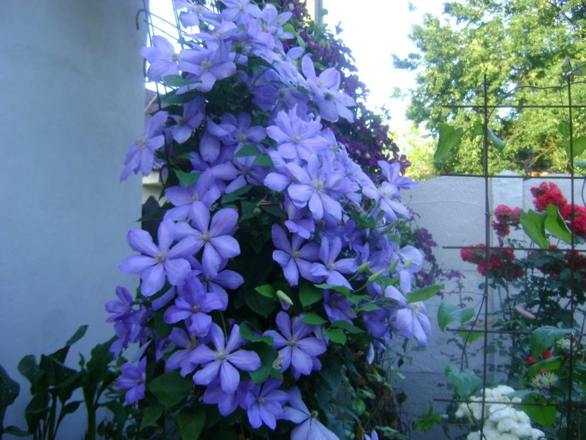  - 0 Clematis cholmondeley grupa B 2018 cumparata ca fiind blue explosion