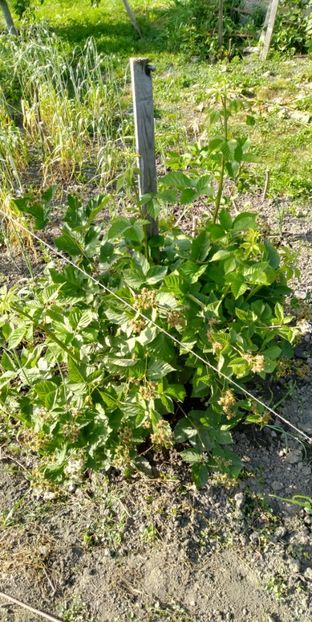 Anul 2 - Mur Chester