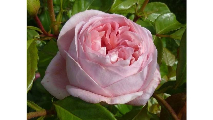 rose-rose-romantiche-voyage_SLit_1363 - VOYAGE