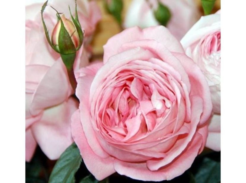 rose-rose-romantiche-voyage_Nit_ - VOYAGE
