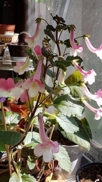 thumbnail - 2019-06-13T214450.678 - MINISINNINGIA 2019