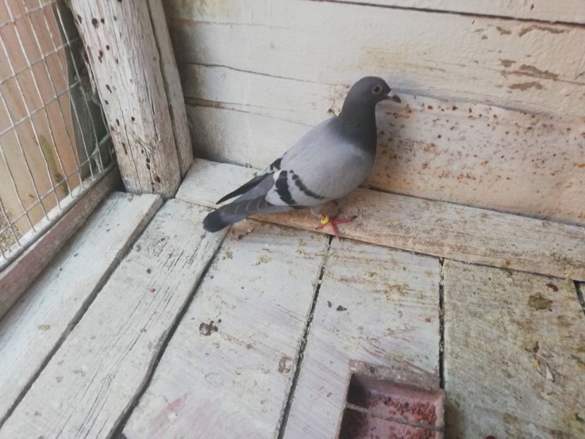  - 2019-MAI-PUI-ZBURATORI-ANTRENAMENTE