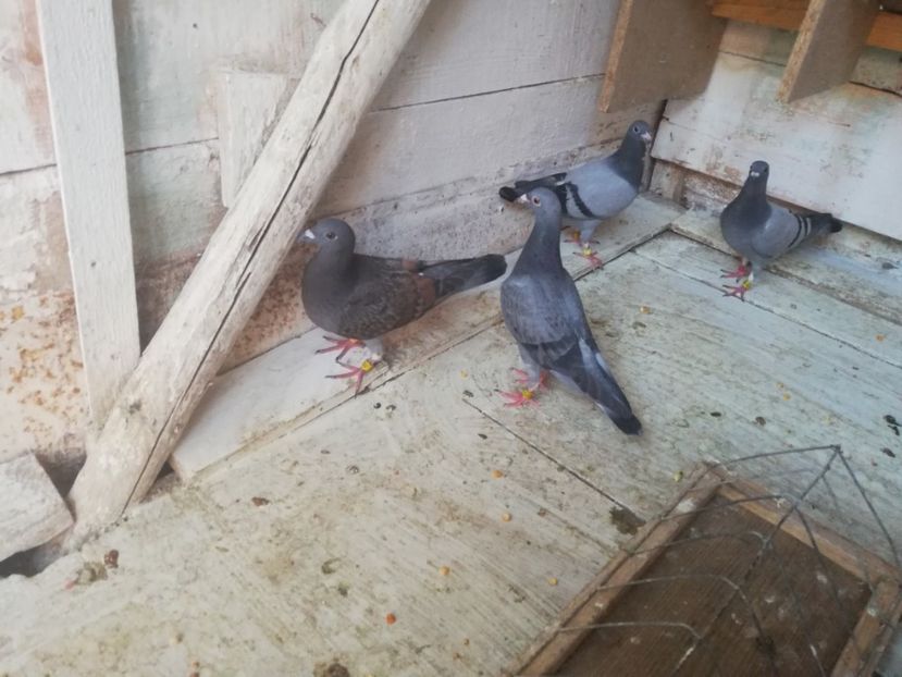  - 2019-MAI-PUI-ZBURATORI-ANTRENAMENTE