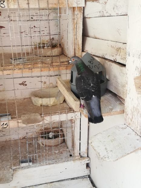  - 2019-MAI-PUI-ZBURATORI-ANTRENAMENTE