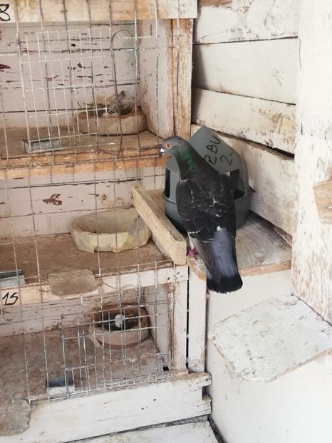  - 2019-MAI-PUI-ZBURATORI-ANTRENAMENTE