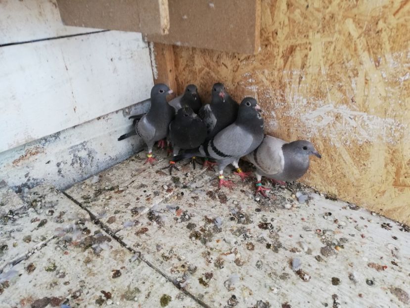  - 2019-MAI-PUI-ZBURATORI-ANTRENAMENTE