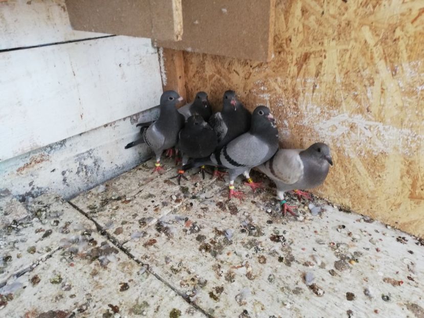  - 2019-MAI-PUI-ZBURATORI-ANTRENAMENTE