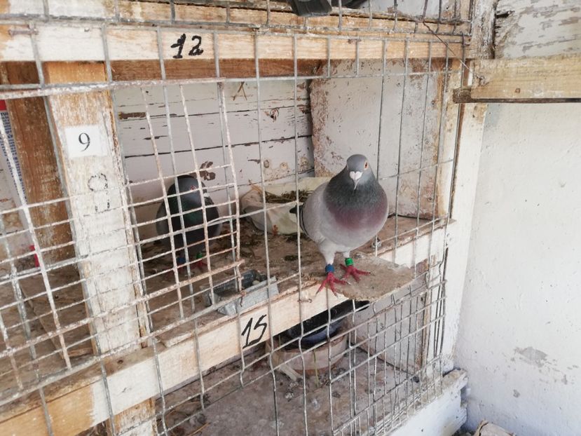  - 2019-MAI-PUI-ZBURATORI-ANTRENAMENTE