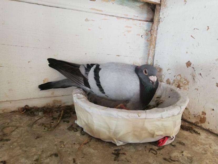  - 2019-MAI-PUI-ZBURATORI-ANTRENAMENTE