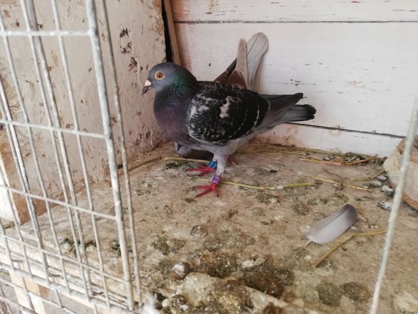  - 2019-MAI-PUI-ZBURATORI-ANTRENAMENTE