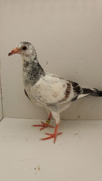 vandut - De vanzare voiajori pui 2019