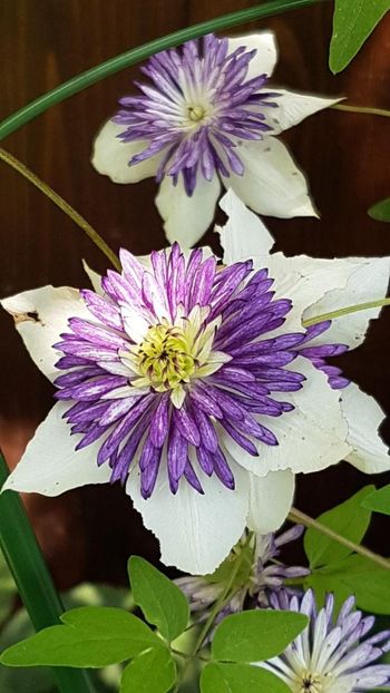 thumbnail (1) - CLEMATITE 2019