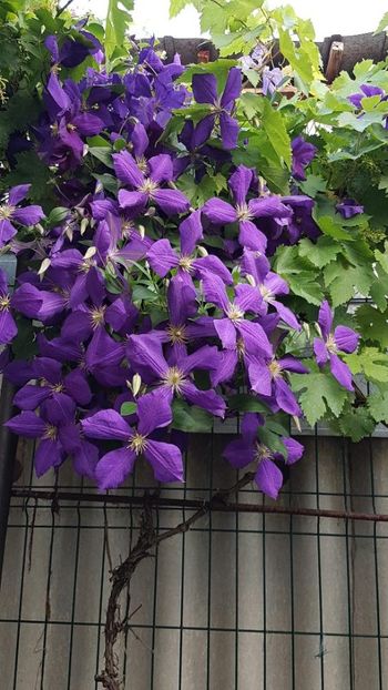 thumbnail (2) - CLEMATITE 2019