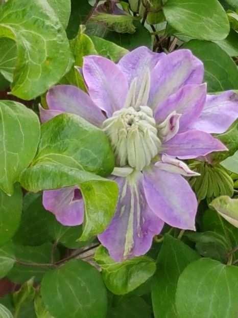 thumbnail (6) - CLEMATITE 2019