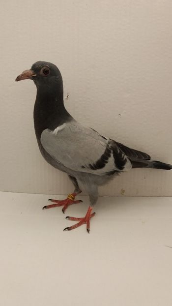 vandut - De vanzare voiajori pui 2019