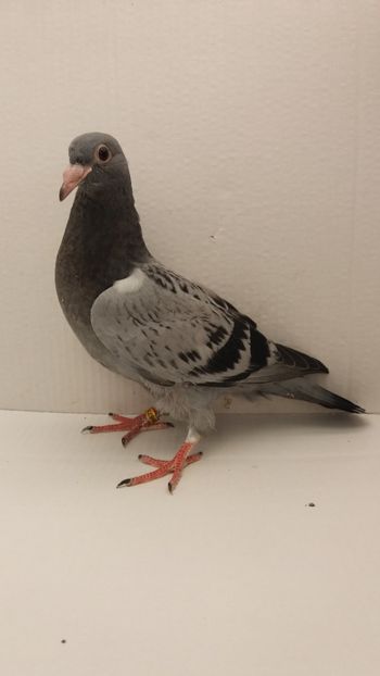 vandut - De vanzare voiajori pui 2019