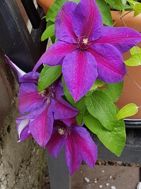 thumbnail (56) - CLEMATITE 2019