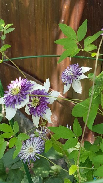 thumbnail (98) - CLEMATITE 2019