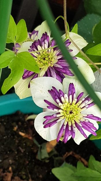 thumbnail (95) - CLEMATITE 2019