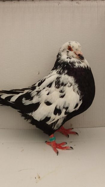M 2018 vandut - De vanzare kingi