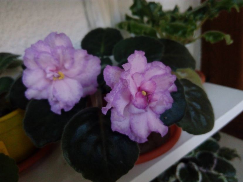 1 iulie 2019 - Strawberry Wave