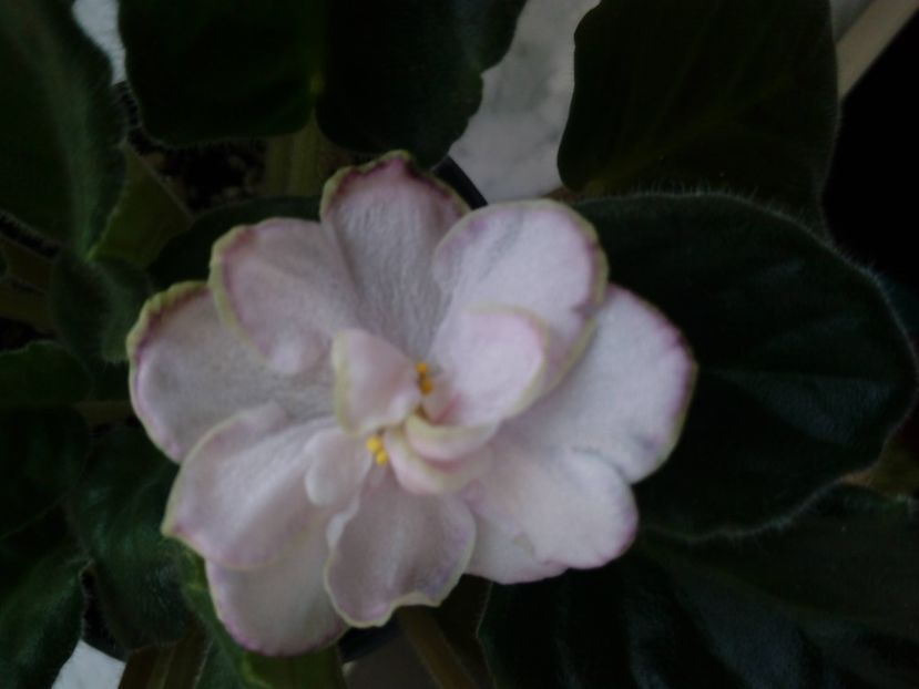 1 iulie 2019 - Looking Glass