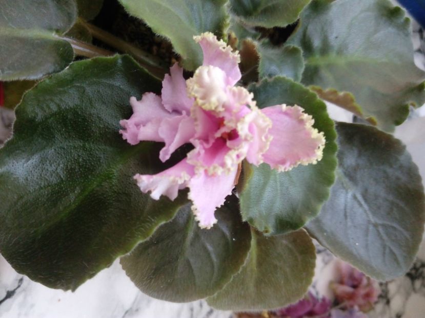 1 iulie 2019 - Zzz_out LE Anzhela Devis