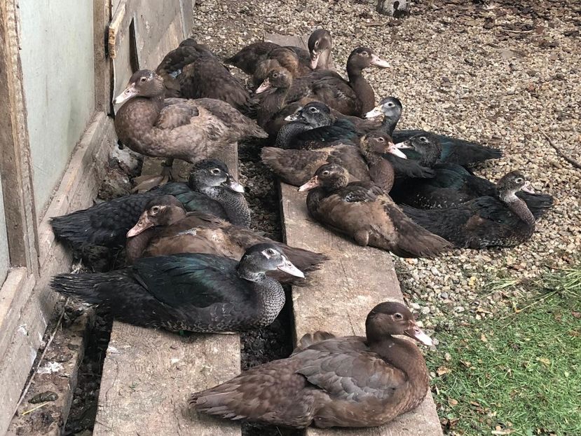 Siesta - Bomboane asortate 2019