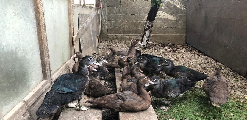  - Bomboane asortate 2019