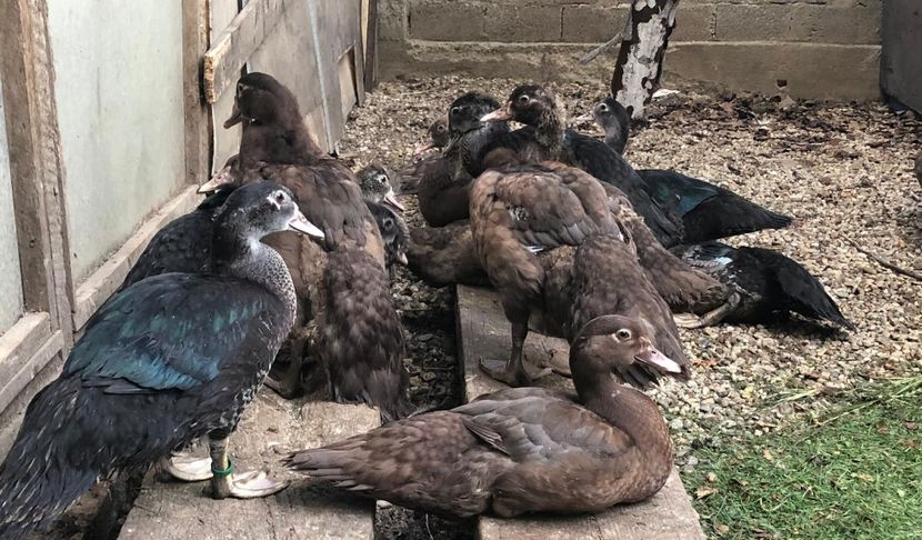  - Bomboane asortate 2019