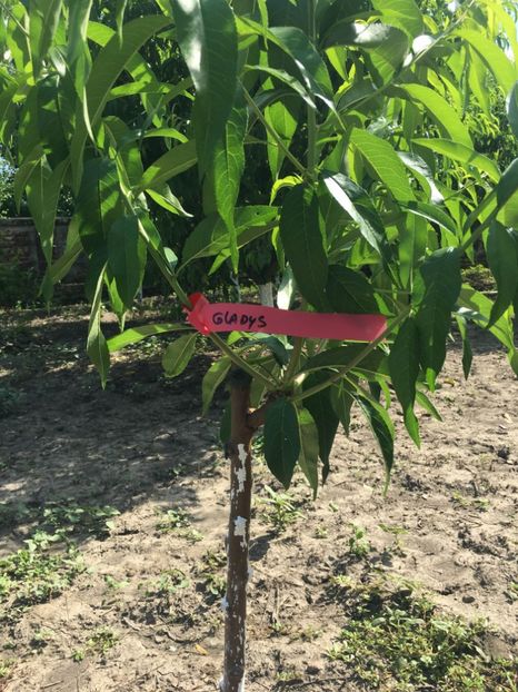 achiz. Italia - piersic GLADYS - Zailati