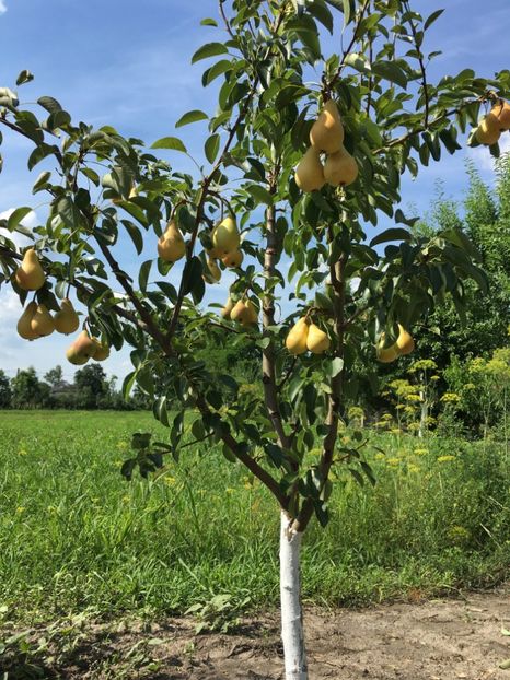 Frumoasa de iunie - 1 Iulie 2019 - Par Frumoasa de iunie