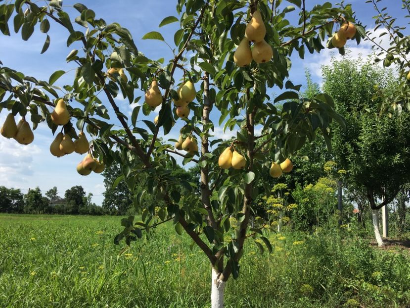  - Par Frumoasa de iunie