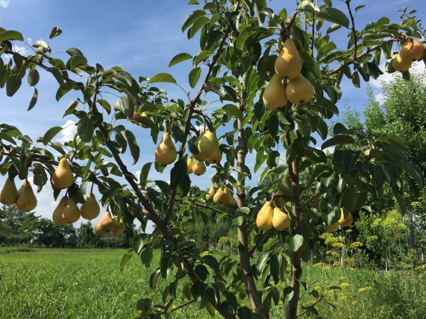  - Par Frumoasa de iunie