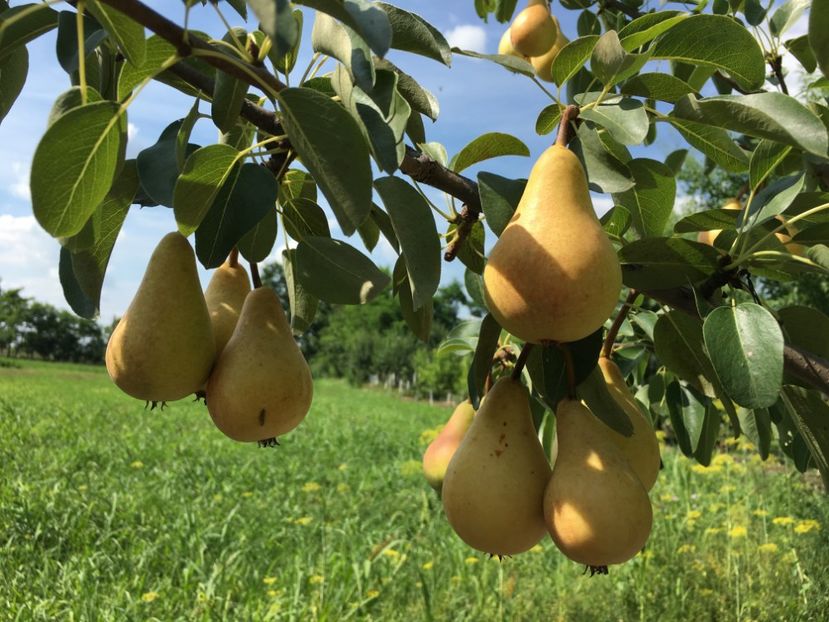  - Par Frumoasa de iunie